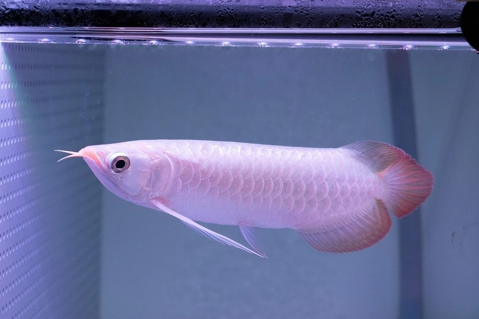幼魚